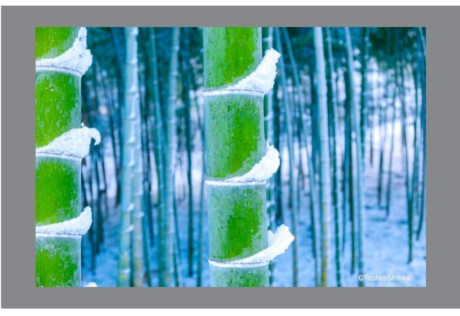 竹林と雪