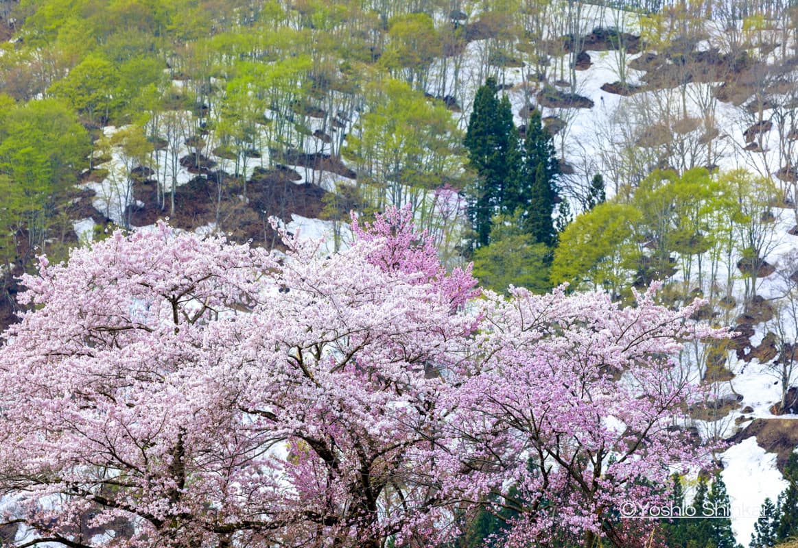山桜 新潟県