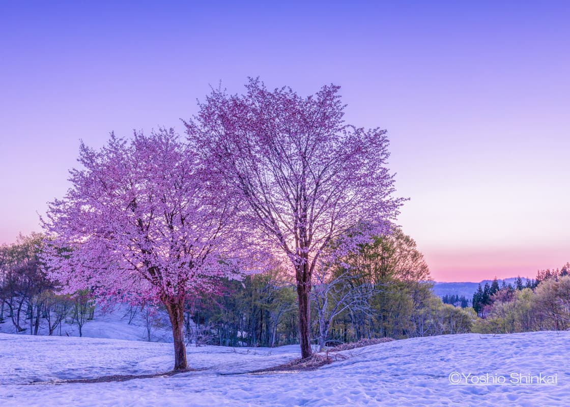 雪上桜