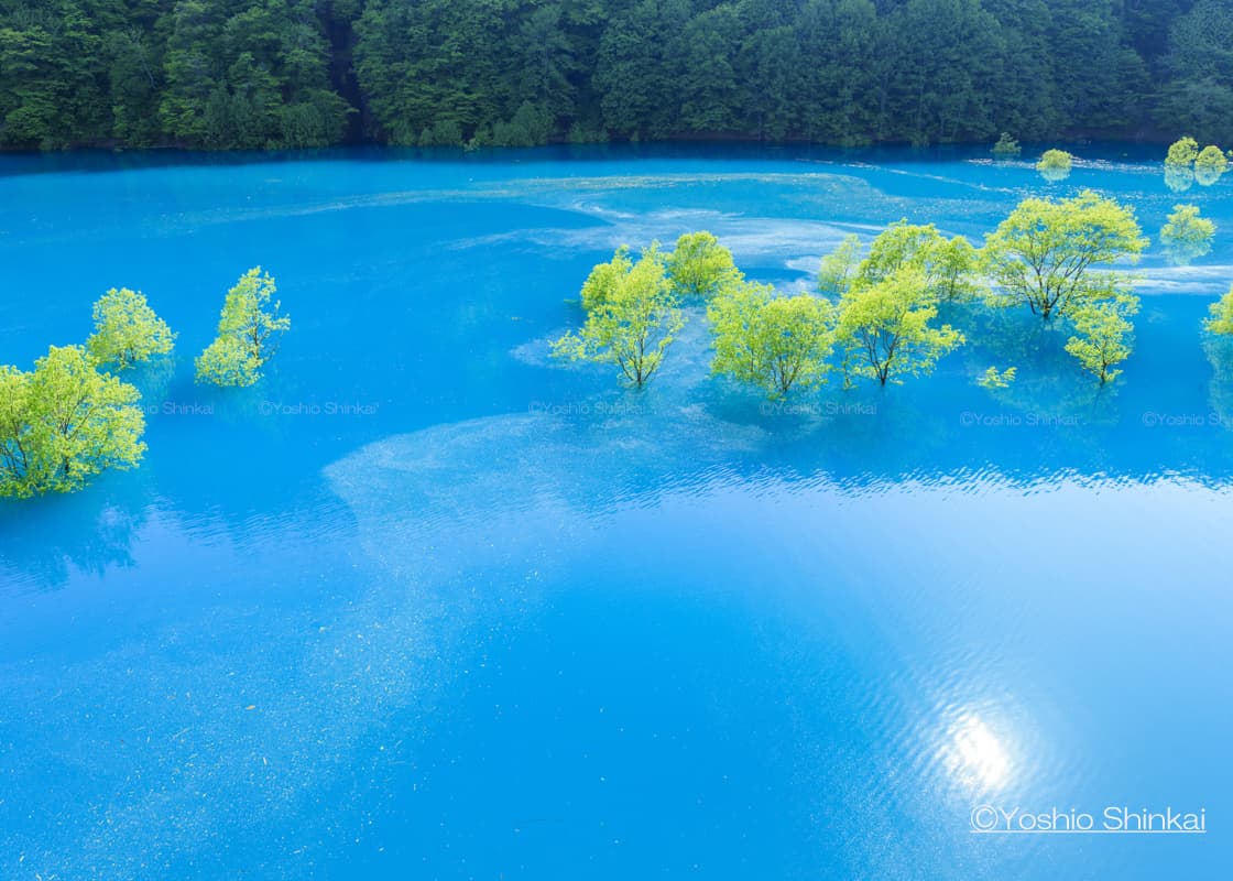 玉川の水中木