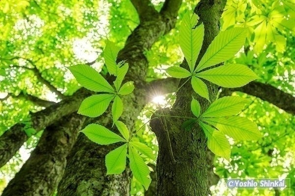 トチの葉