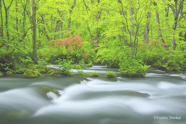 奥入瀬渓流