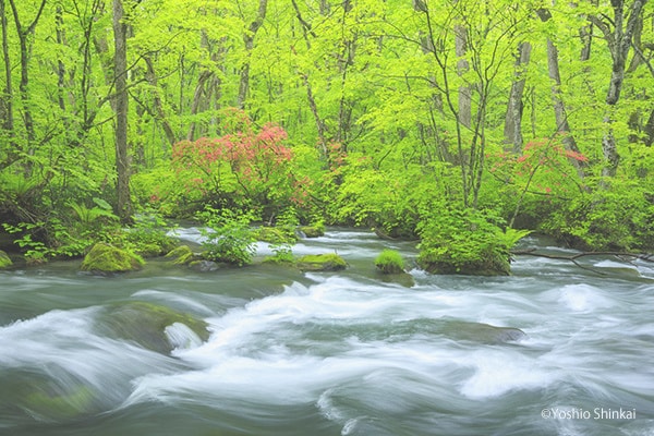 奥入瀬渓流
