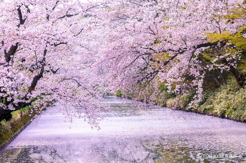 桜と花筏