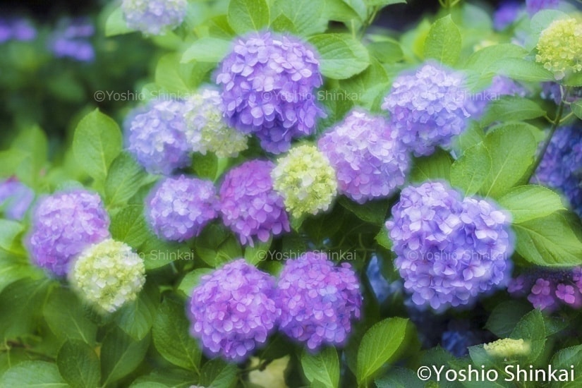 あじさいの花