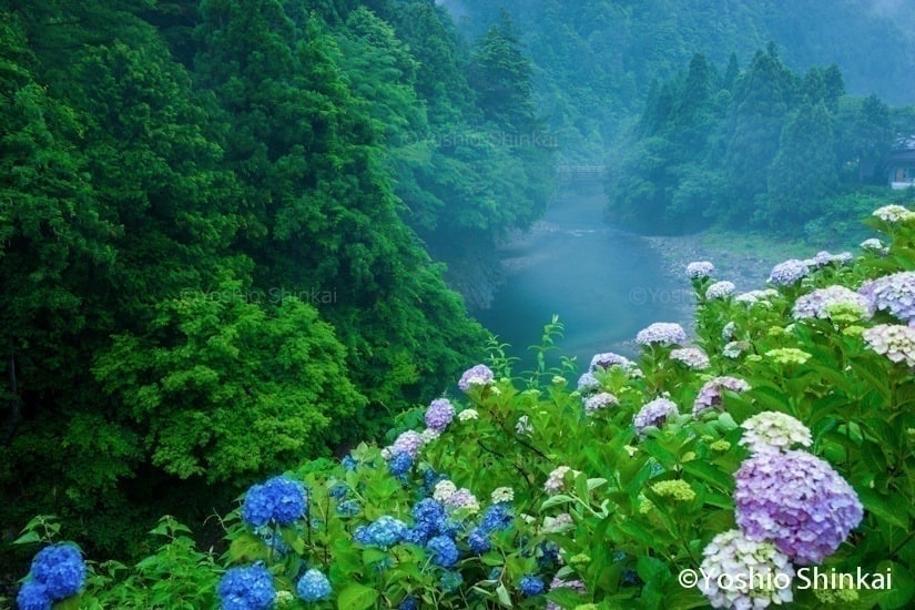 あじさいの花と川
