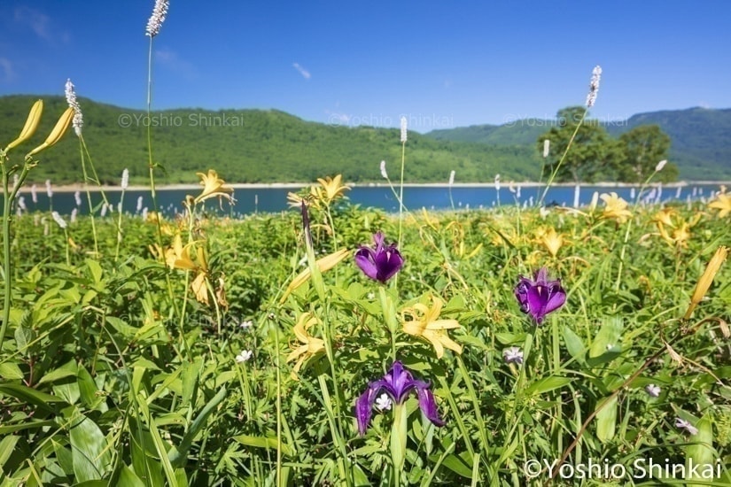 野反湖の花