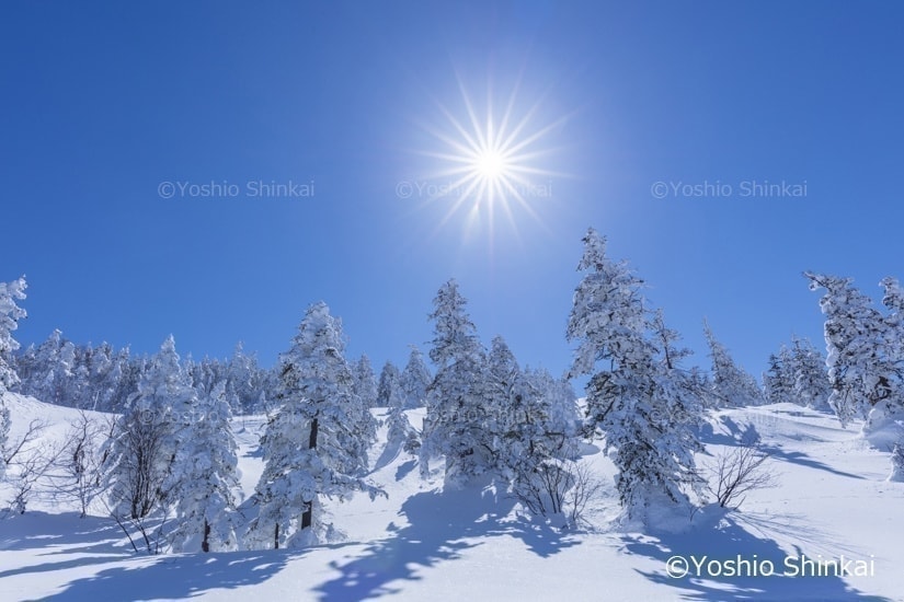 樹林と太陽