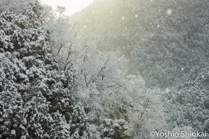 光に輝く雪