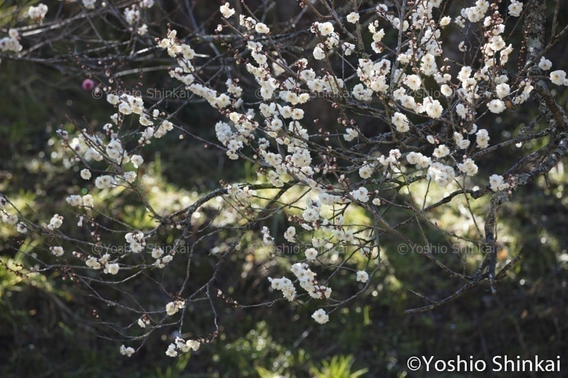 梅の花
