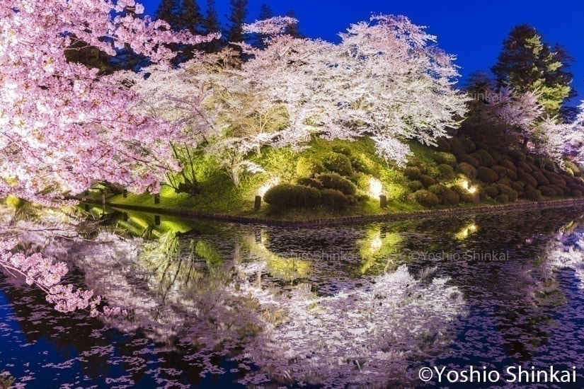 夜桜　米沢城跡