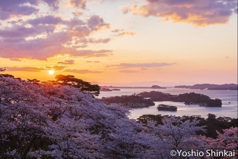 松島の桜と朝日