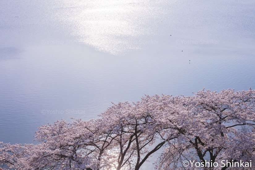 湖面に光る桜