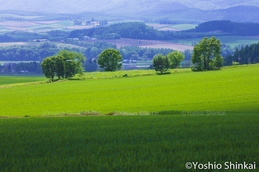 丘に広がる光
