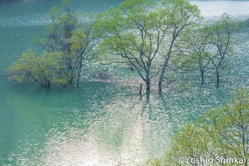 水中木の光