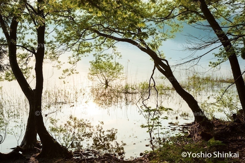 朝の田沢湖
