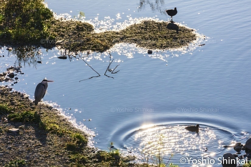 多摩川の鳥