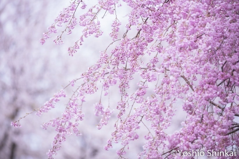 桜のイメージ