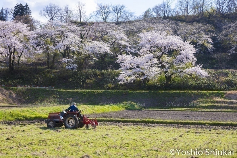 桜と農作業