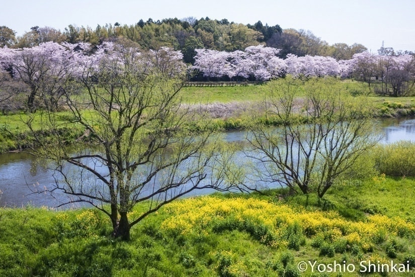 春の小川