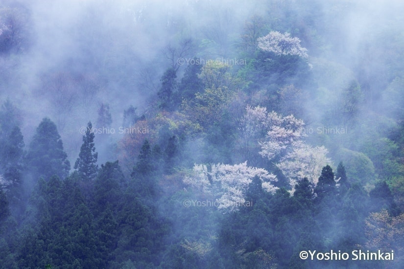 彼岸桜と霧