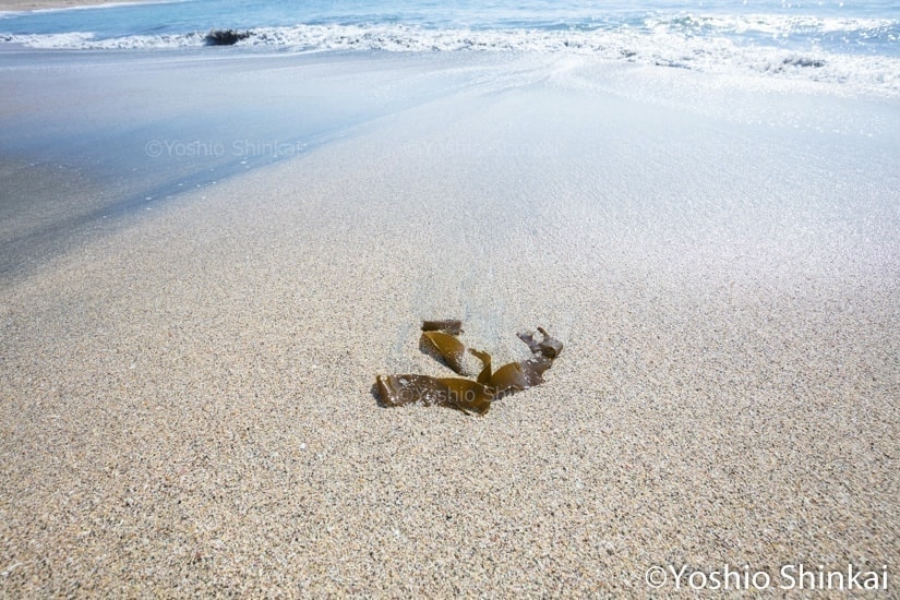 砂に打ち上げられた海藻