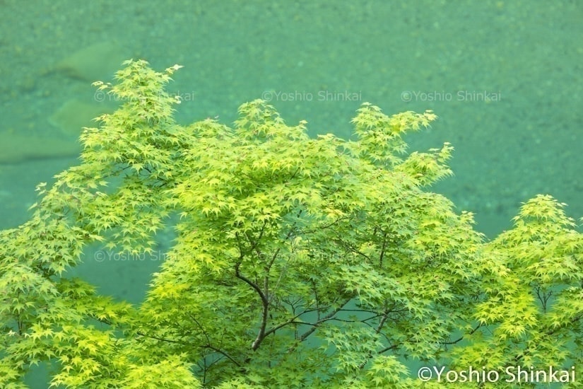 祖谷渓の新緑