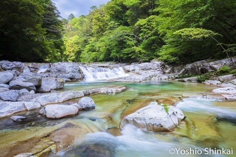 面河渓の新緑