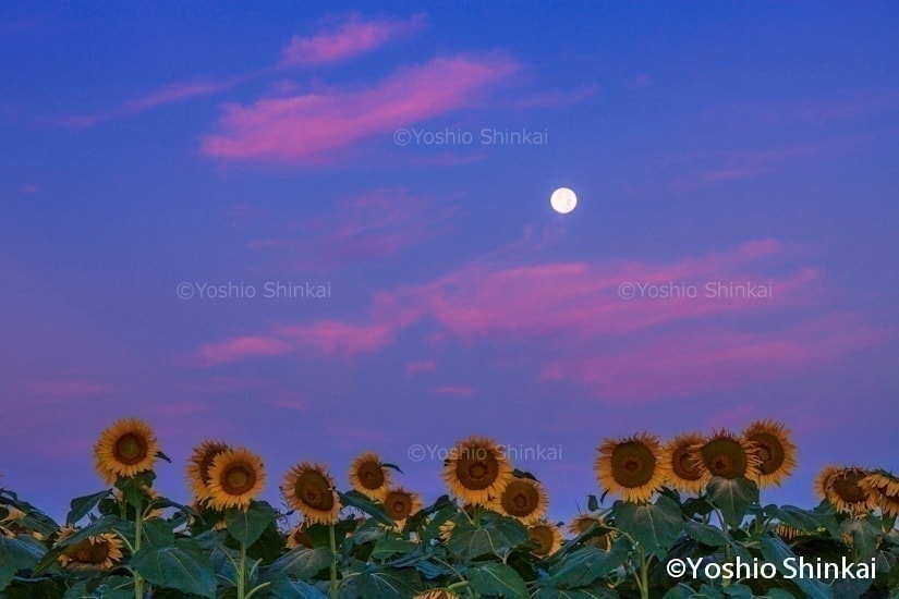 　ヒマワリと月