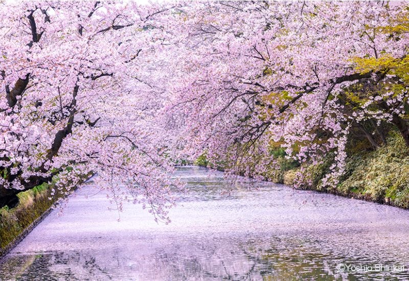桜