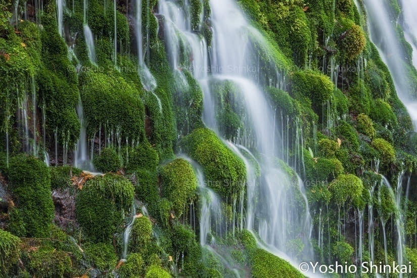 苔清水