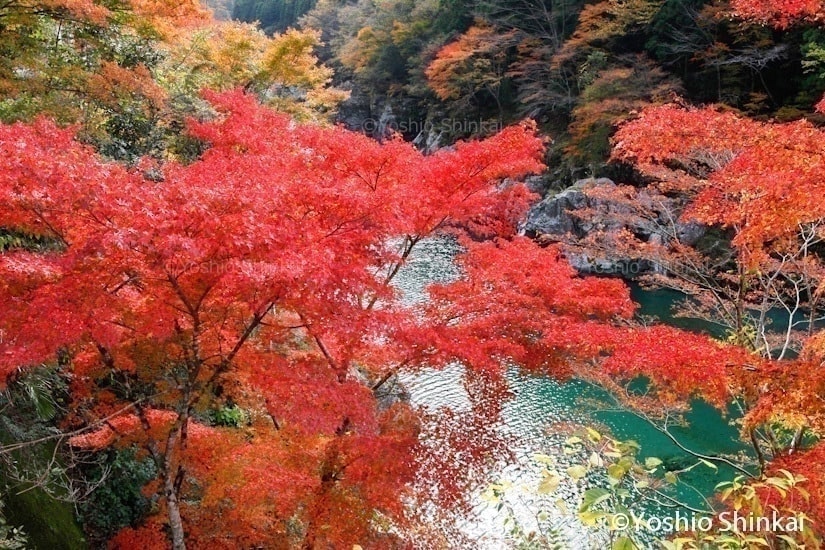祖谷渓の秋