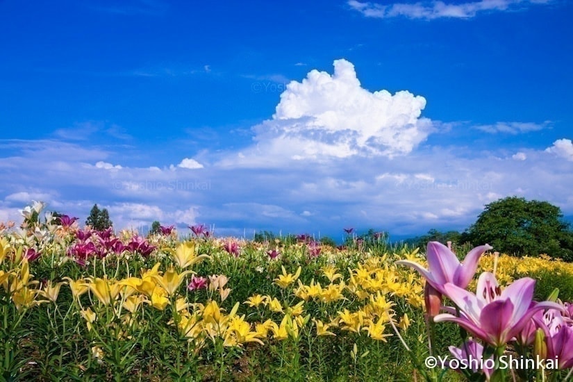 百合の花と雲