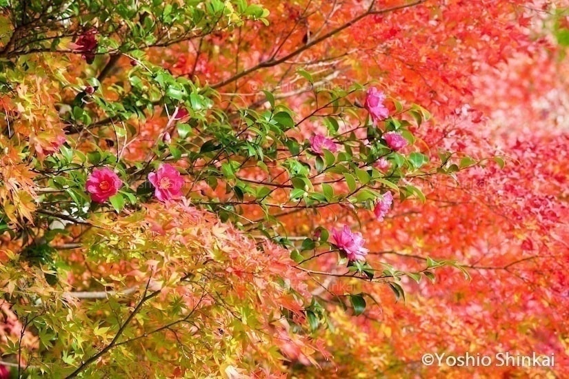 山茶花と紅葉
