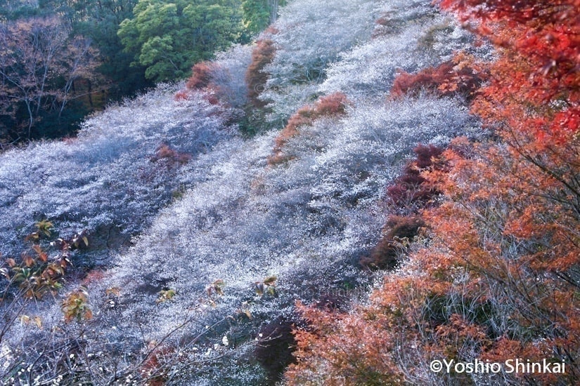 冬桜と紅葉