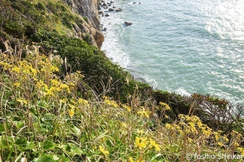 石蕗の花咲く伊良湖岬