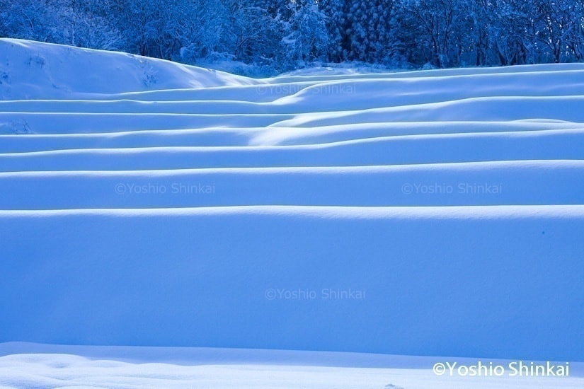 水田の雪景色