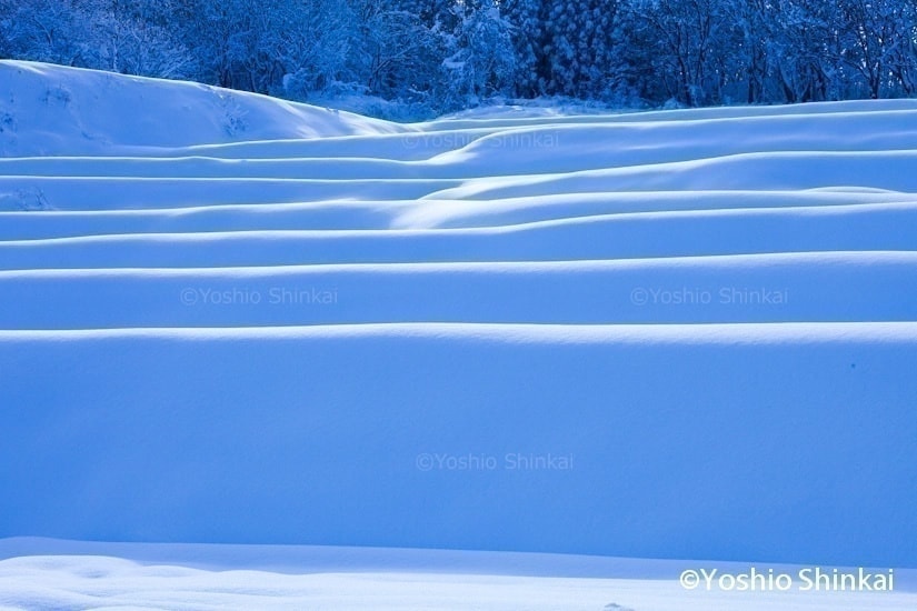 水田の雪景色