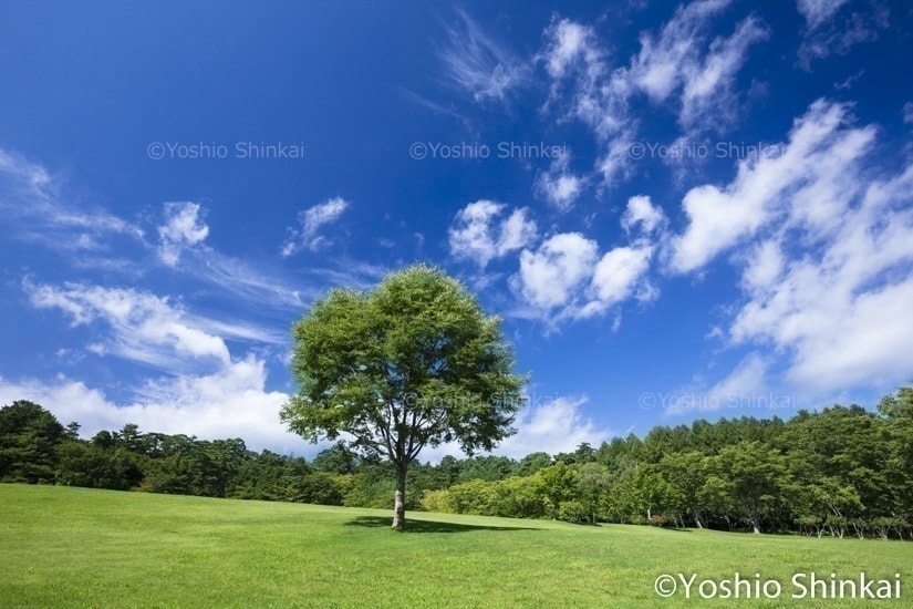木と広がる雲