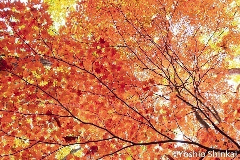 紅葉の木の枝
