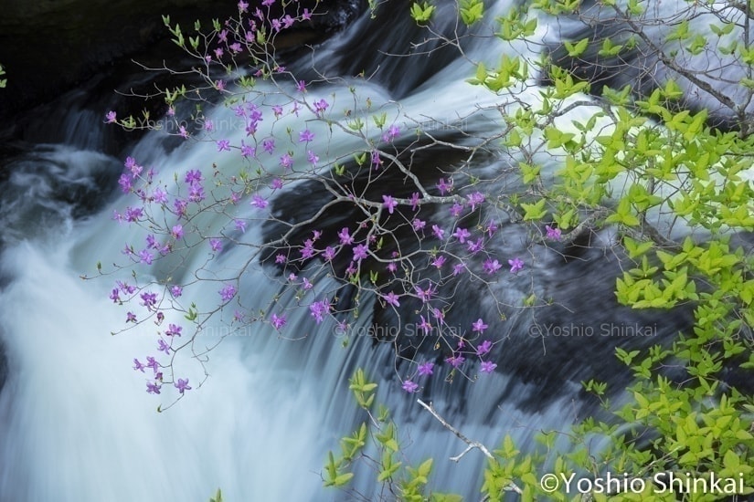 ヤシオツツジと流れ