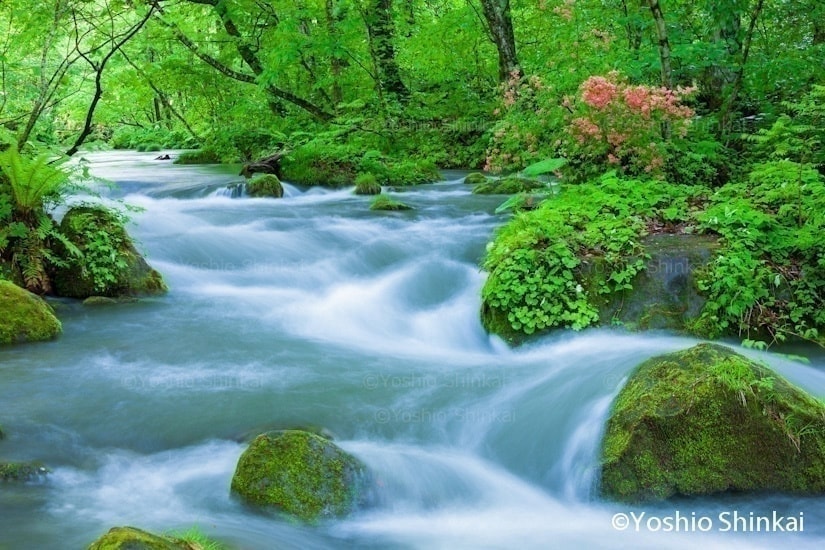 ツツジ咲く奥入瀬渓流