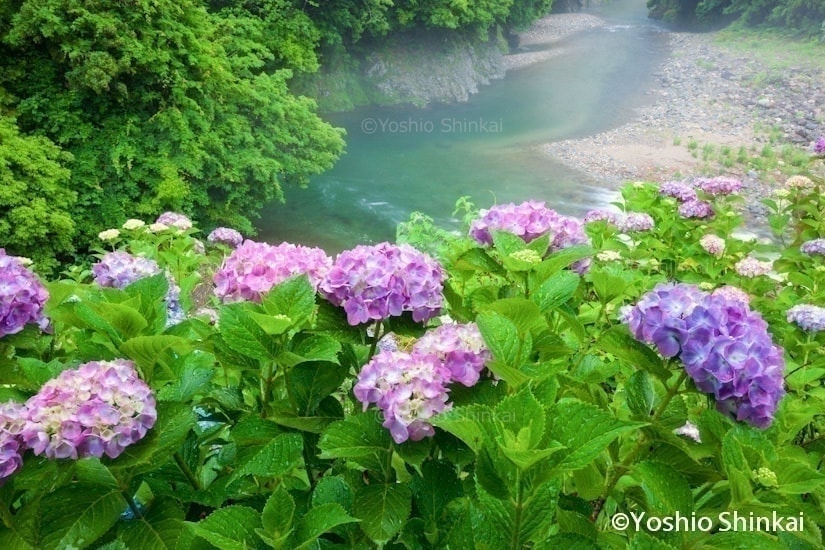 あじさいの花咲く川