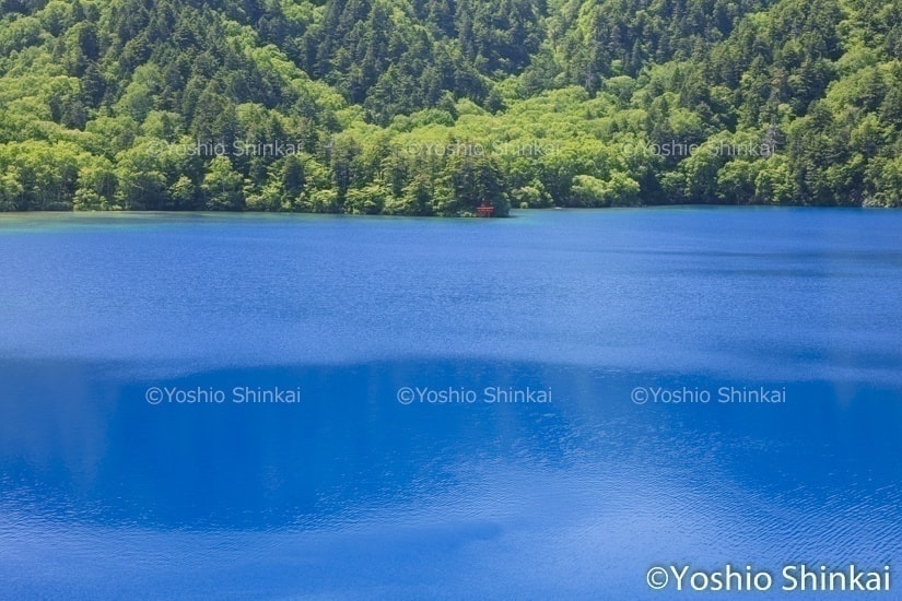 大沼池の青い色