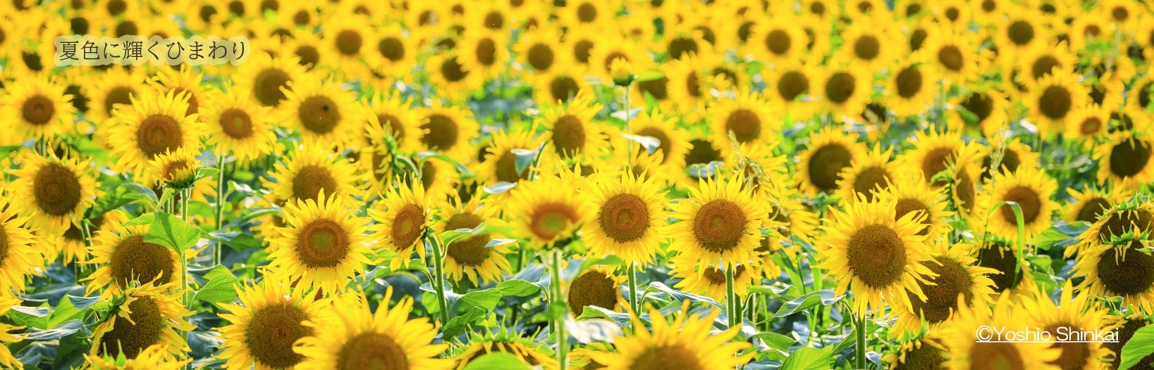 津南ひまわり広場