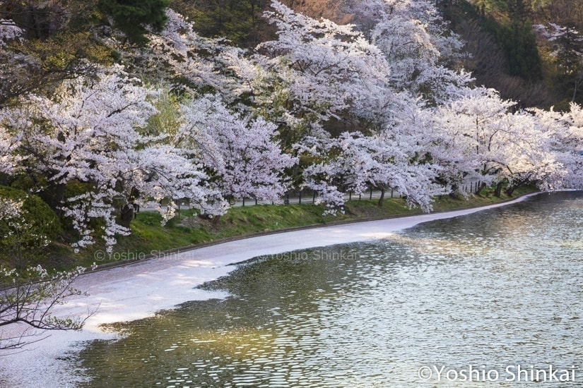 桜咲く臥竜公園