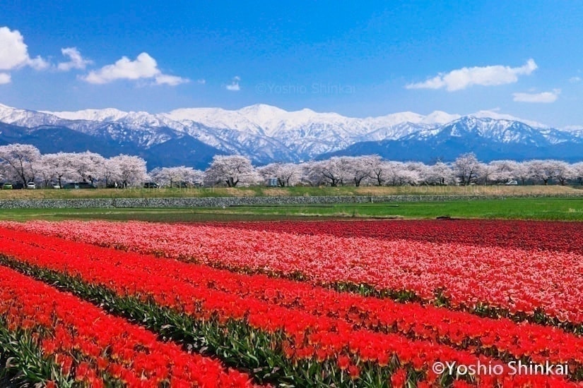 チューリップの花と桜並木