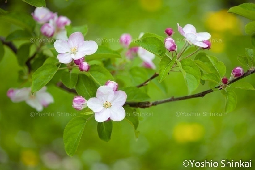 りんごの花