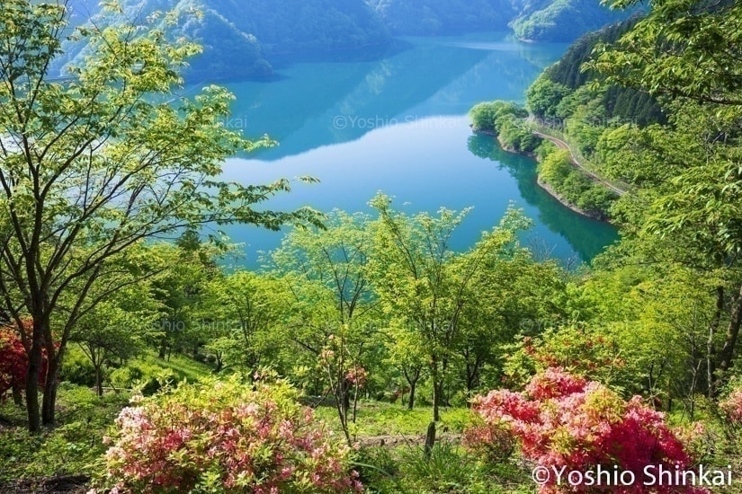 ツツジ咲く奥多摩湖