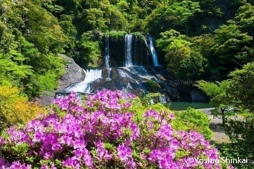 ツツジ咲く滝
